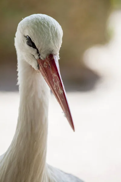 White Stork Close Background Use — Stock Photo, Image