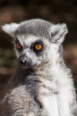 Halka kuyruklu maki yakın arka plan kullanmak