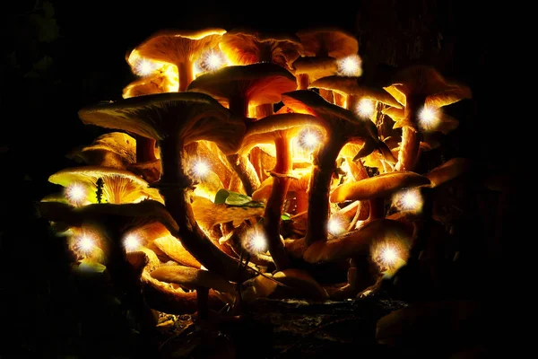 Funghi Una Foresta Con Effetto Luce — Foto Stock