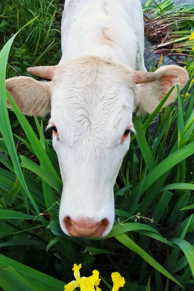 La vaca que huele — Foto de Stock