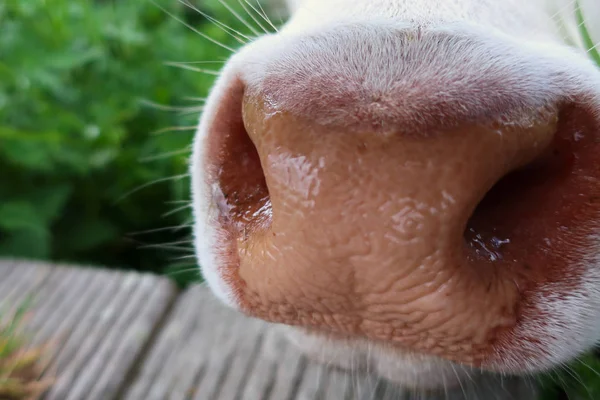 Natte koeienneus — Stockfoto