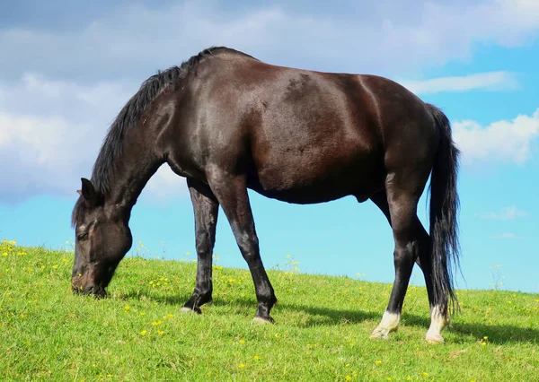 Caballo pastoso — Foto de Stock