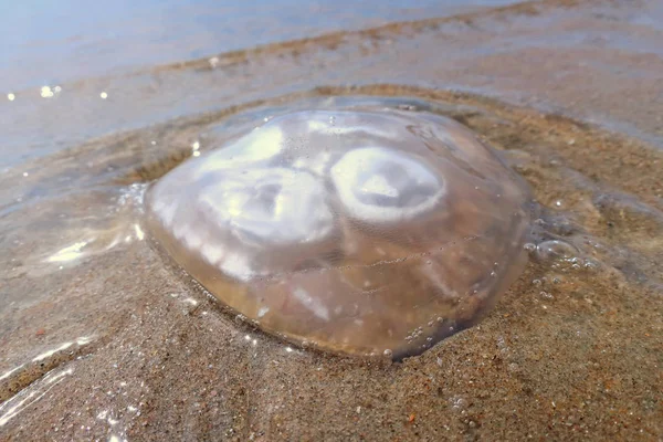 Медузы на берегу — стоковое фото