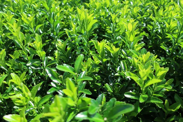 Buxus sfondo verde — Foto Stock