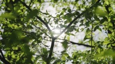 Yemyeşil yeşil yaprakları parlayan güneş ışınları kadar kapatın