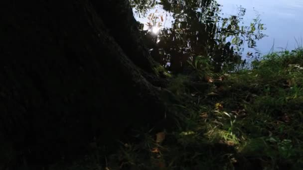 Hermoso estanque en un parque de la ciudad — Vídeo de stock