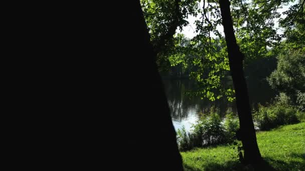Tracking Shot Beautiful Pond City Park Uhd — Stock Video