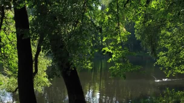 도시 공원에서 아름 다운 연못 — 비디오
