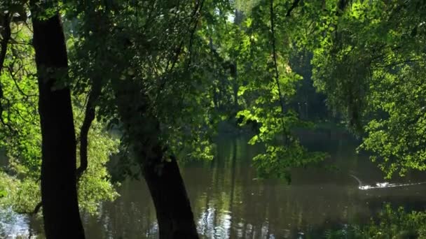 Bellissimo stagno in un parco cittadino — Video Stock