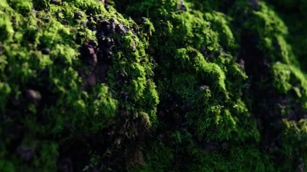 Plan de suivi de la mousse de forêt 