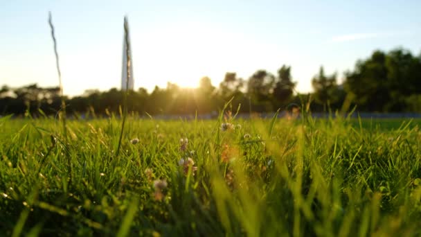 Campo de grama close-up e insetos voadores ao pôr do sol . — Vídeo de Stock