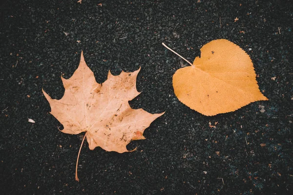 Red autumn leaves on asphalt. — Stock Photo, Image