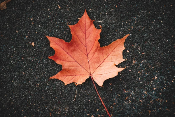 Red autumn leave on asphalt. — Stock Photo, Image