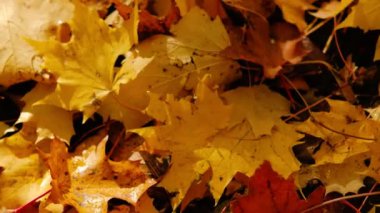 Sonbahar resim sarı güzel kuru akçaağaç yaprakları yere yalan