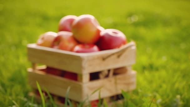 Yeşil çimenlerin üzerinde duran kırmızı olgun parlak taze elma dolu ahşap sandık — Stok video