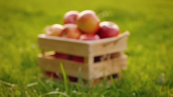 Kamera zbliża się do drewnianej skrzyni pełnej świeżych, dojrzałych czerwonych jabłek — Wideo stockowe