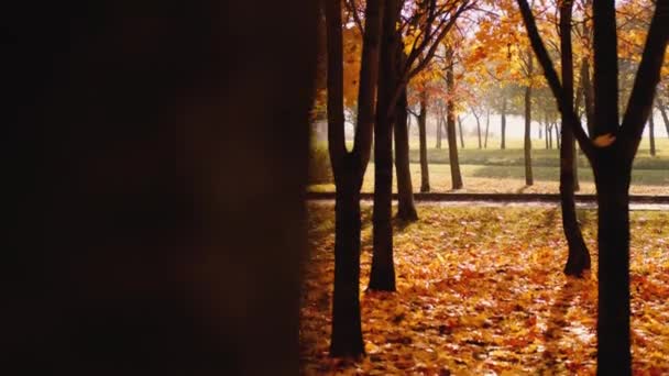 Beautiful view of an autumn park. — Stock Video