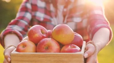 Genç kadın agronomist olgun lezzetli sulu elma ile ahşap bir kutu tutuyor