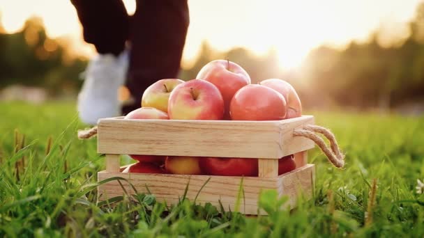 Neidentifikovaný muž položí na krabici ekonápis s čerstvými chutnými červenými jablky — Stock video