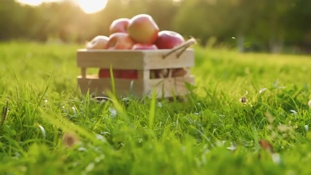 Caméra s'approche d'une caisse en bois pleine de grosses pommes rouges fraîches et mûres — Video