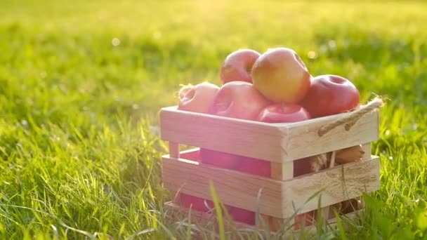 Kamera se vzdaluje od dřevěné bedny s červenými nádherými čerstvými jablky — Stock video