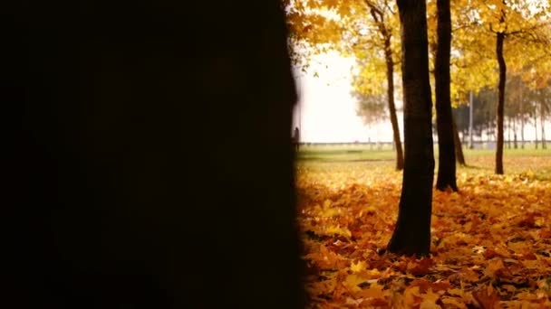 Beautiful view of an autumn park. — Stock Video