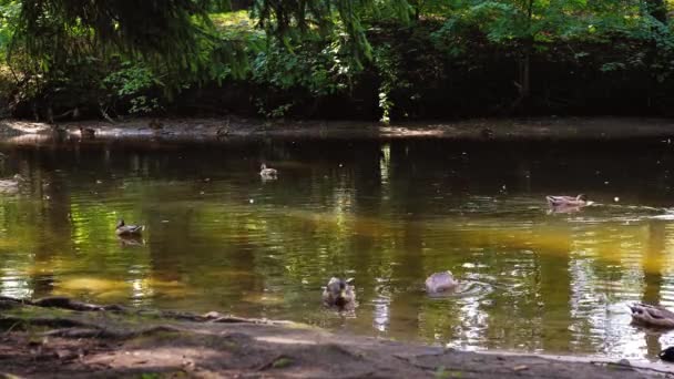 Verschillende vogels zwemmen in een vijver in een park in de schaduw van de bomen — Stockvideo