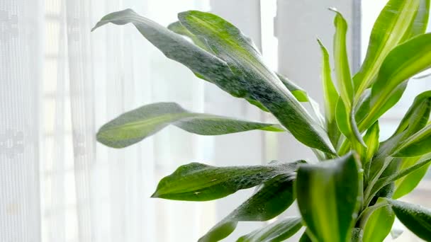 Close-up van een groene kamerplant gespoten uit een spray fles — Stockvideo