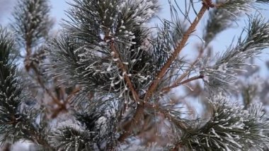 Yakın çekim güzel köknar dalları hoarfrost ile kaplı