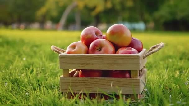 Kamera obraca się wokół drewnianej skrzyni pełnej czerwonych dojrzałych świeżych jabłek — Wideo stockowe