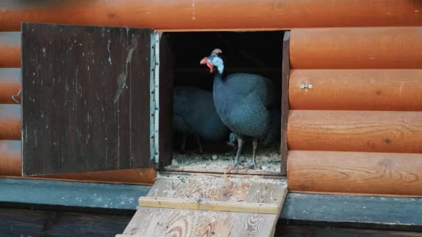 Nieuwsgierige mooie donkere parelhoenders verlaten hun huis op zoek naar voedsel — Stockvideo