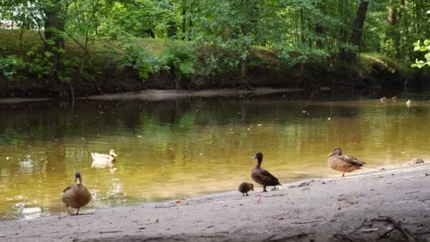 Различные птицы плавают в пруду в парке под тенью деревьев — стоковое видео