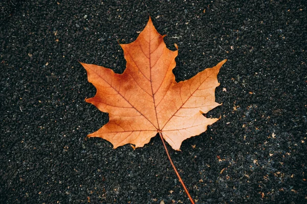 Red Autumn Leave Asphalt — Stock Photo, Image