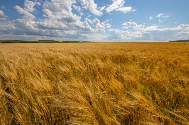 altın alan üzerinde bulutlu gökyüzü. önce yağmur.