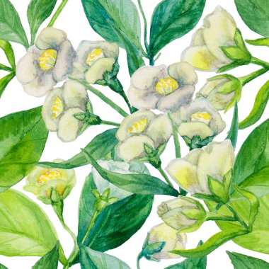 Beyaz bir arka planda kusursuz suluboya desenler. Beyaz yasemin çiçekleri. Tekstil, duvar kağıdı, hediye ambalajı, dekorasyon, tasarım kartları için kullanılabilir.