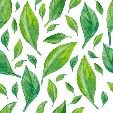 Beyaz arka planda kusursuz suluboya deseni. Jasmine gidiyor. Tekstil, duvar kağıdı, hediye ambalajı, dekorasyon, tasarım kartları için kullanılabilir.