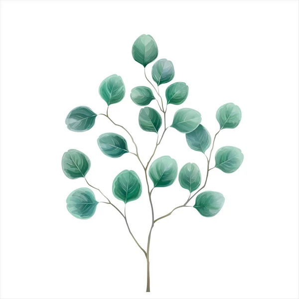 Eucalyptus Silverdollar Akvarell Vektorillustration Mint Blå Gröna Toner Växtbaserade Design — Stock vektor