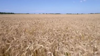 Düşük drone uçuş buğday eğe yukarıda. İleri düşük hava uçuş