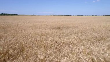 Düşük drone uçuş buğday eğe yukarıda. Uçuş kadar alçaktan ve yavaş ileri