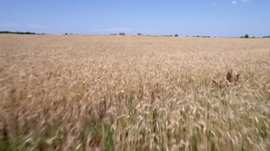 Hava uçuş buğday eğe yukarıda. İrtifa kazanmak. Kat yukarıda