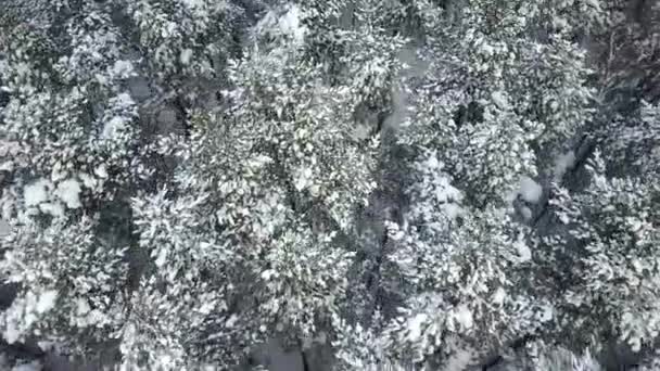 Vue aérienne. neige hiver forêt pendant les chutes de neige. Regarde vers le haut. 