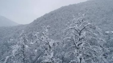 Arial görünümü uçuş arasında kar kar yağışı sırasında ağaçlar kaplı. Kış karla kaplı evler ve ağaçlar. Çatıda kar. Dağlar şehirde. Krasnaya Polyana.