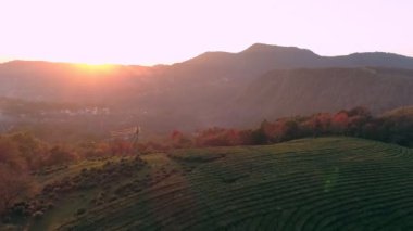 Çay plantasyon yukarıda hava geriye dönük uçuş. Dağlarda yeşil çiftlik günbatımı sırasında. Köy küçük evlerde. Güneş patlaması güç hatları ve araba.
