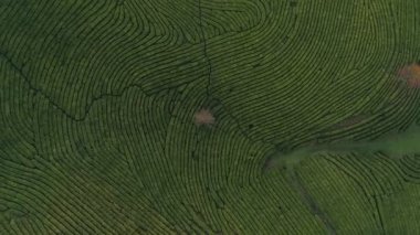 Hava yukarıdan aşağıya dikey yalnız ağaç görünümünü çay çiftlikte. Yeşil çizgili yatay. Rotasyon ile atış-sından.