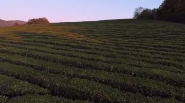 Havadan görünümü düşük uçuş yeşil çay plantasyon yukarıda. Gün batımı sırasında çizgili yeşil manzara. Çay alan glade