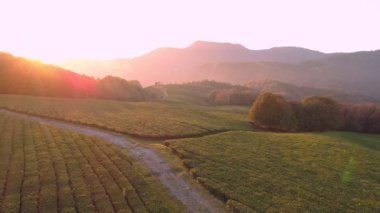 Gün batımı sırasında statik çekim yeşil çay plantasyon. Dağlarda günbatımı