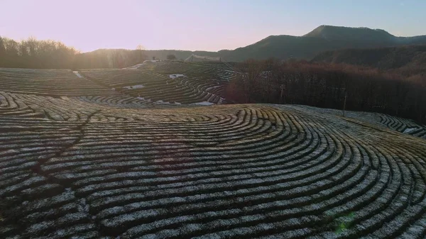 Kar yukarıda hava uzun uçuş çay tarlaları dağlarda günbatımı sırasında kapalı. Kışın kar kaplı çay'nın çizgili alan, bak zebra. Çizgili yatay. Düzgün çizgili desenler
