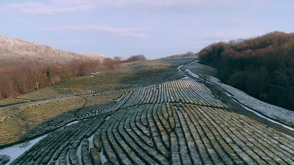 Drone uçuş kış çay plantasyon yatay yukarıda. Kar bitki kaplı. Kış orman Dağları'nda donmuş.