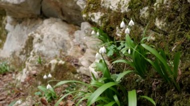 Geniş atış kardelen sallanan. İlk çiçek. Kayalar ve arka planda moss kayalarda. Beyaz Galanthus