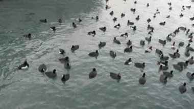 birçok beyaz gagalı siyah ördekler masmavi denizde yüzer